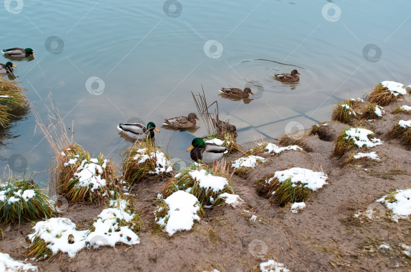 Скачать Группа диких уток плавает в зимнем озере недалеко от берега фотосток Ozero