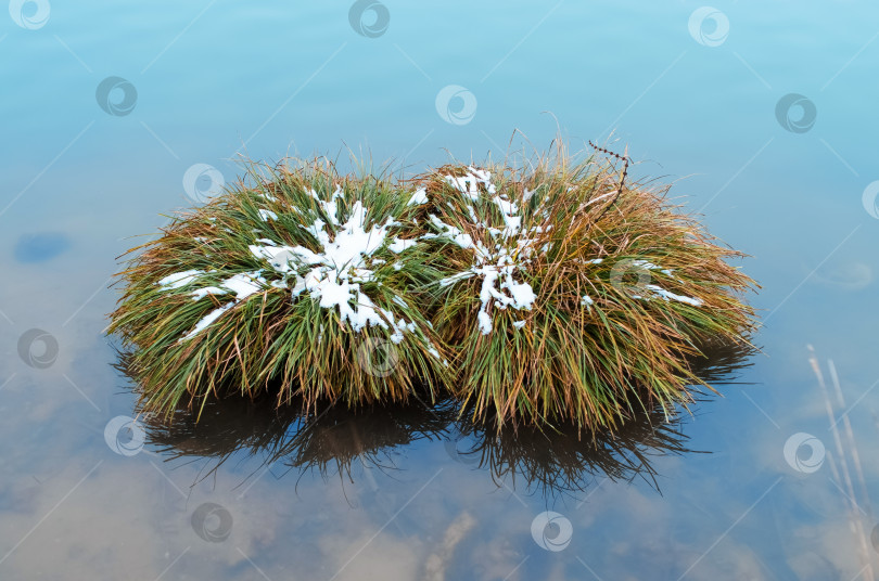 Скачать Куст зеленой травы, покрытый снегом, посреди озера фотосток Ozero