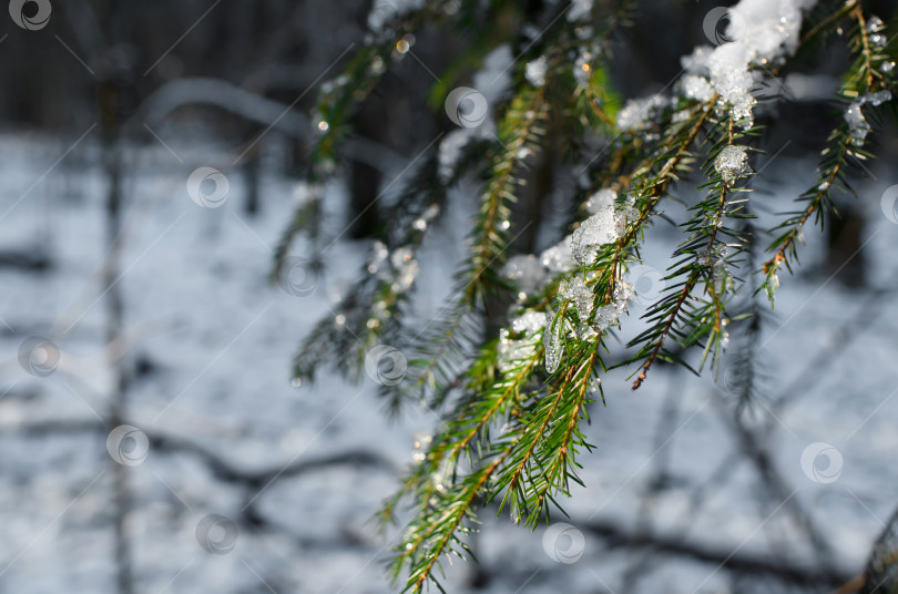 Скачать Ветка рождественской елки, покрытая снегом. Снег блестит на солнце фотосток Ozero