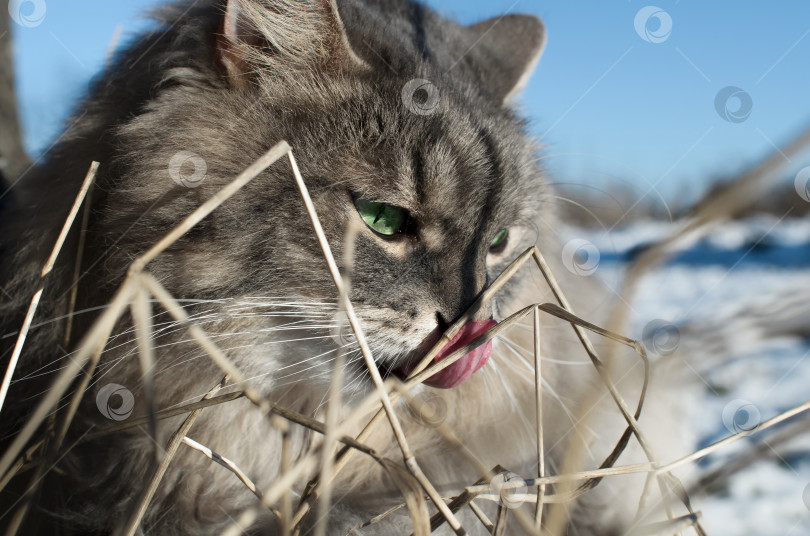 Скачать Портрет кошки, облизывающей свой нос на открытом воздухе зимой, крупным планом. Пушистый сибирский кот с зелеными глазами фотосток Ozero