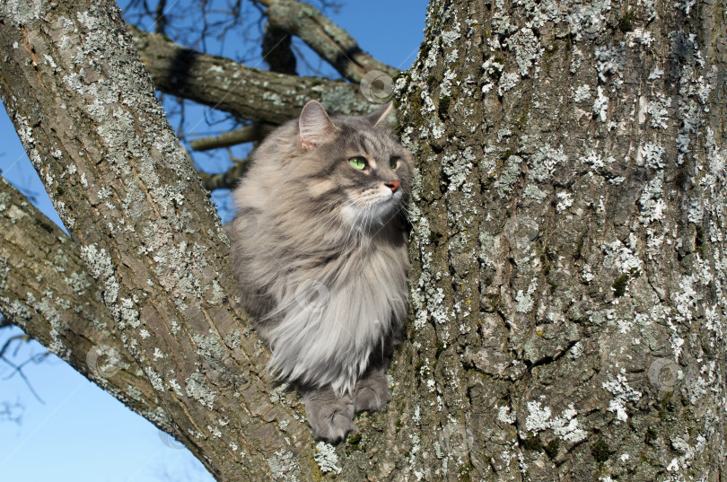 Скачать Портрет кошки, сидящей на дереве. Пушистый сибирский кот с зелеными глазами зимой на улице. фотосток Ozero