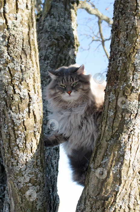 Скачать Портрет дьявольского кота, сидящего на дереве. Пушистый сибирский кот с зелеными глазами, сердито смотрящими вниз. фотосток Ozero