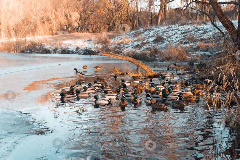 Скачать Дикие утки плавают в замерзшем озере. фотосток Ozero