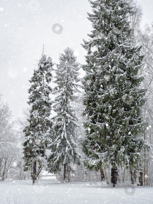 Скачать Замерзшие ветви на фоне белого неба. Атмосферный лесной массив фотосток Ozero