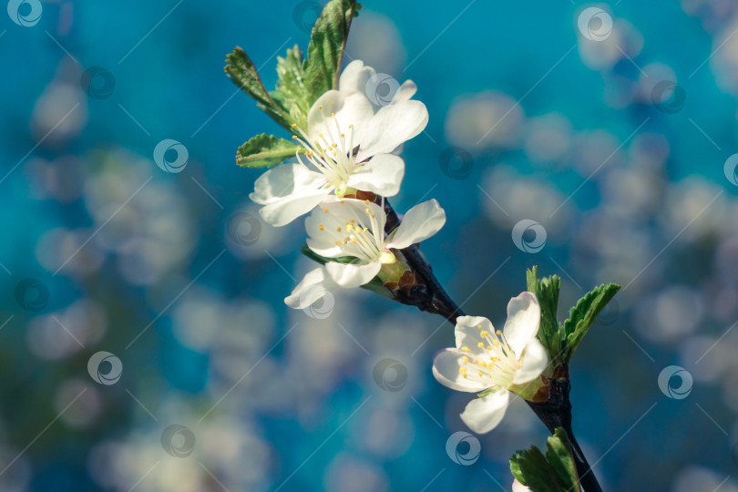 Скачать Вишня цветет весной. фотосток Ozero