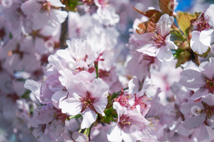 Скачать Вишня цветет весной. фотосток Ozero