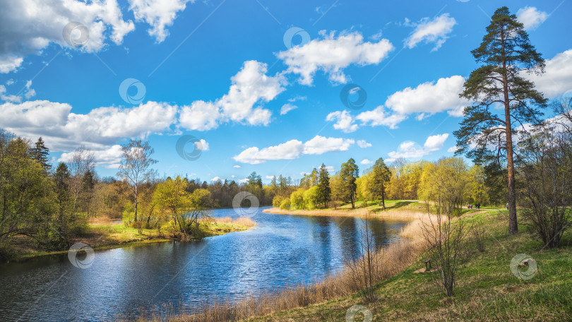 Скачать Весенний пейзаж с деревом на берегу озера. фотосток Ozero