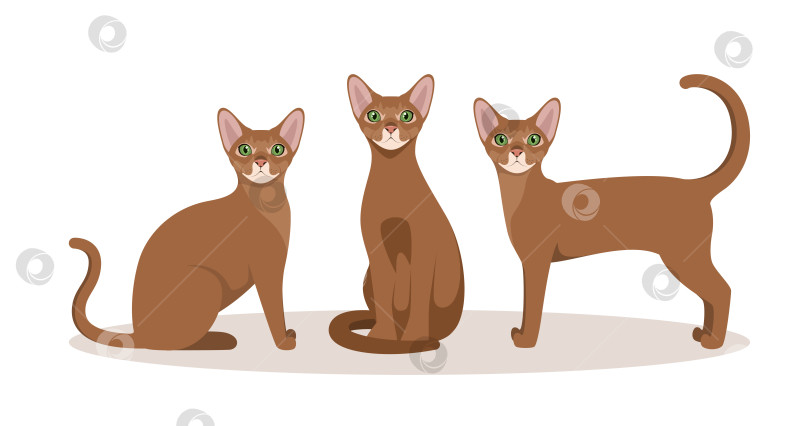 Скачать Набор абиссинских кошек фотосток Ozero