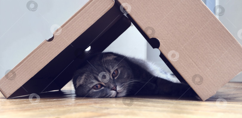 Скачать Вислоухий серый кот лежит и скучает в домике из картонной коробки. Досуг домашнего кота фотосток Ozero