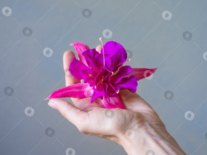 Скачать Крупным планом рука красивой женщины с фиолетовым цветком фотосток Ozero