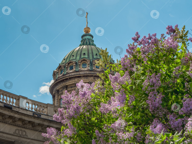 Скачать Летний пейзаж с Казанским собором в цветах сирени, культовый фотосток Ozero
