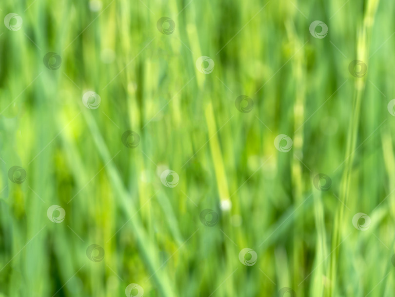 Скачать Размытый зеленый фон с травой фотосток Ozero
