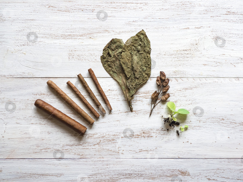 Скачать Различные этапы производства сигар. Готовые сигары, табачный лист, ростки табака и семена раскладывают на деревянном столе. фотосток Ozero
