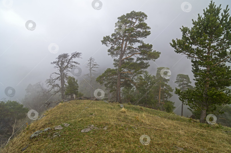 Скачать Горный лес в тумане. фотосток Ozero