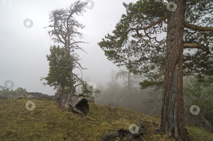 Скачать Густой туман в горном лесу. Кавказский. фотосток Ozero
