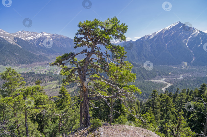 Скачать Сосна на вершине утеса. Кавказ, Россия. фотосток Ozero