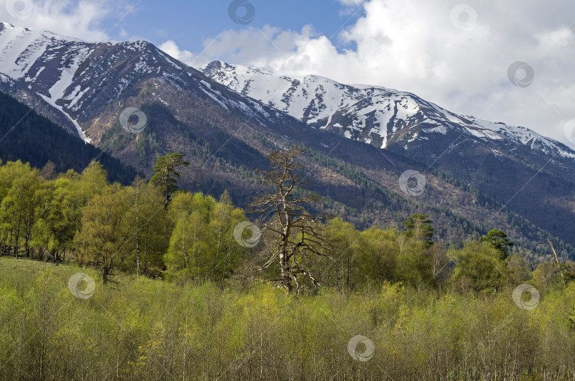 Скачать Весна в горах Кавказа. фотосток Ozero
