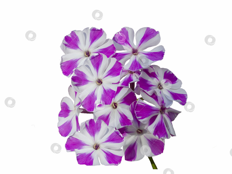 Скачать Полосатые фиолетовые и белые красивые цветы флокса, выделенные на белом фоне фотосток Ozero