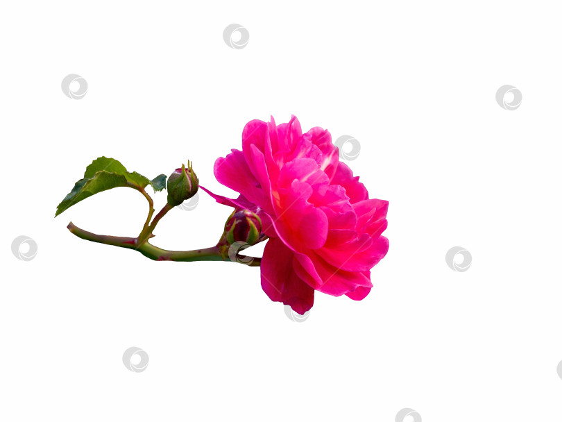 Скачать Розовая роза, выделенная на белом фоне. Прекрасный натюрморт. Весеннее время фотосток Ozero