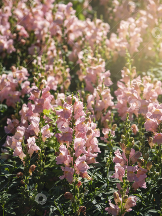 Скачать Розовые цветы львиного зева (Antirrhinum majus) на фоне клумбы фотосток Ozero