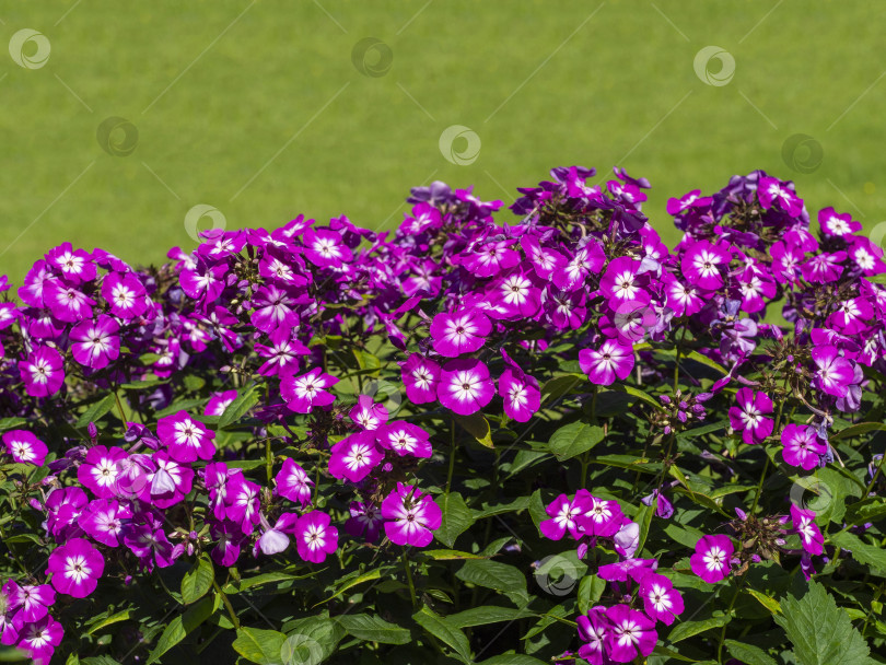 Скачать Пурпурные флоксы в саду на зеленом фоне фотосток Ozero