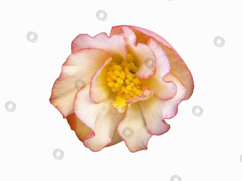 Скачать Бегония красивый розовый цветок изолят на белом фоне фотосток Ozero