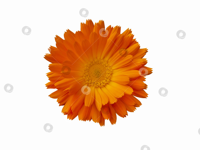 Скачать Оранжевый цветок календулы выделен на белом фоне фотосток Ozero