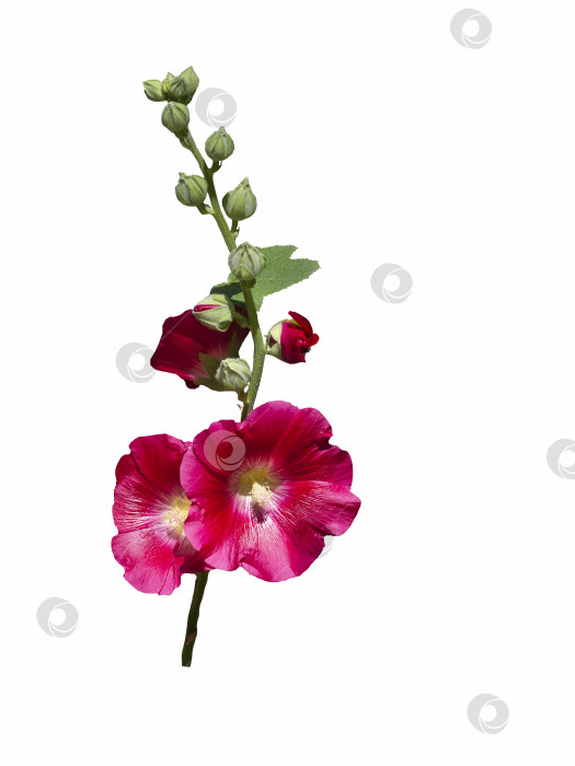 Скачать Изолят красного цветка мальвы на белом фоне фотосток Ozero