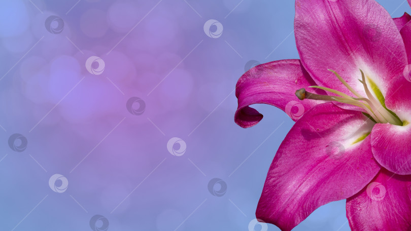 Скачать Красивый букет из красных цветков лилии на синем размытом фоне. фотосток Ozero
