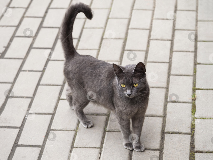Скачать Серая элегантная кошка с желтыми глазами идет по дороге фотосток Ozero