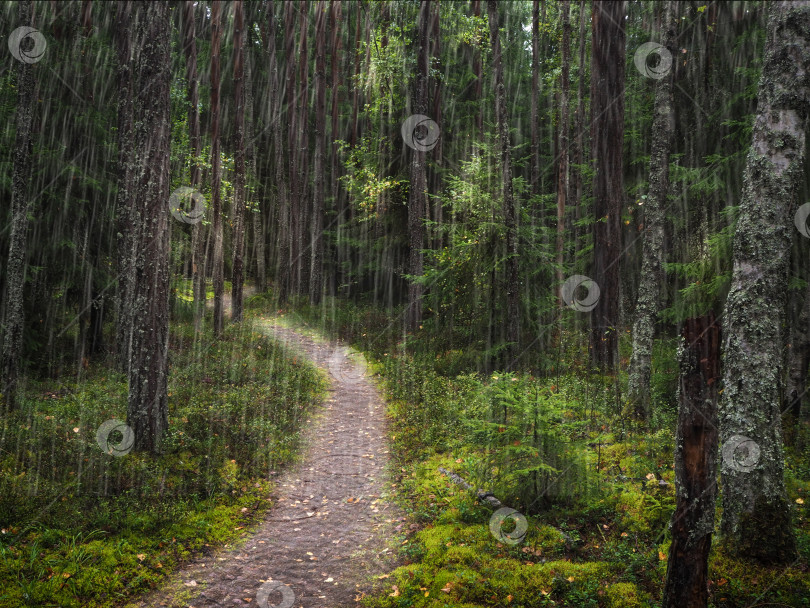 Скачать Тропинка под деревьями в глухом лесу. фотосток Ozero
