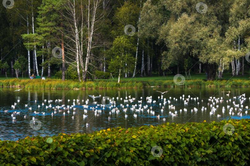 Скачать Много птиц над озером. Россия. Гатчина. фотосток Ozero
