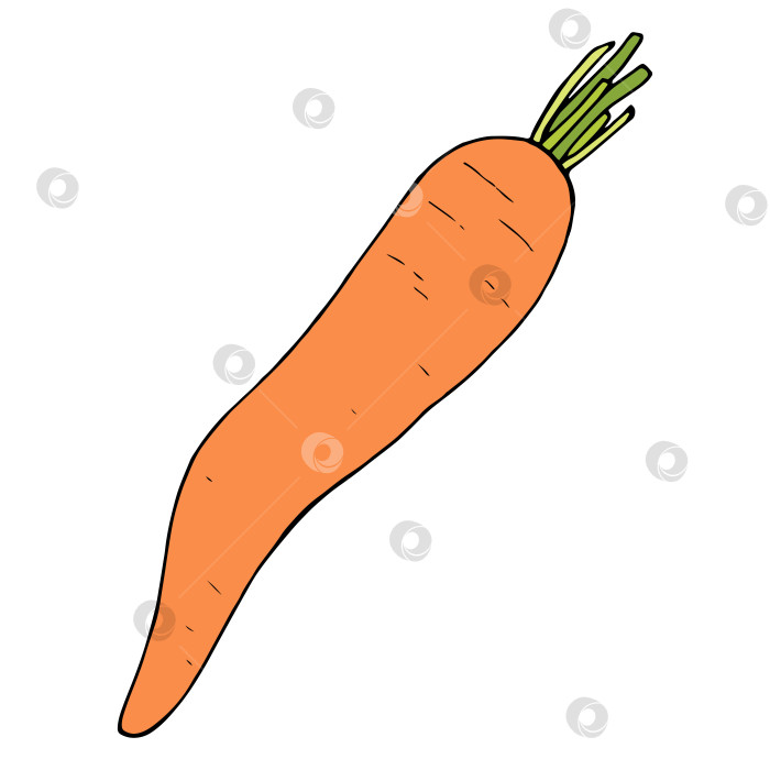 Скачать Креативная морковь на белом фоне. Векторное изображение. фотосток Ozero