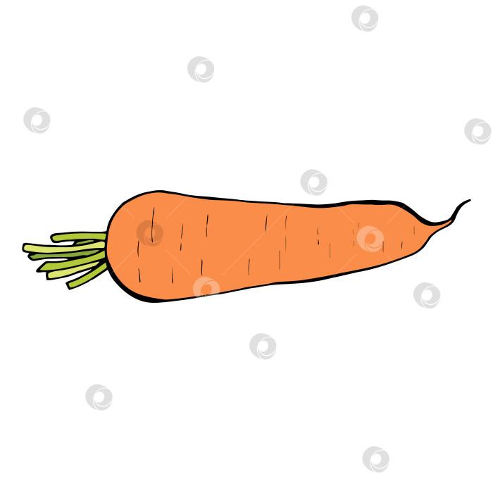 Скачать Великолепная морковь на белом фоне. Векторное изображение. фотосток Ozero