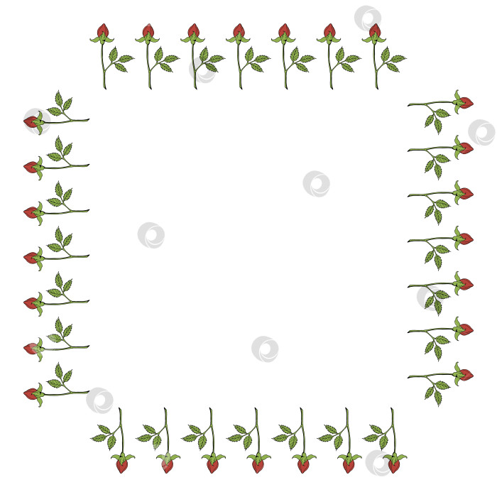 Скачать Квадратная рамка с вертикальными бутонами красных роз на белом фоне. Векторное изображение. фотосток Ozero