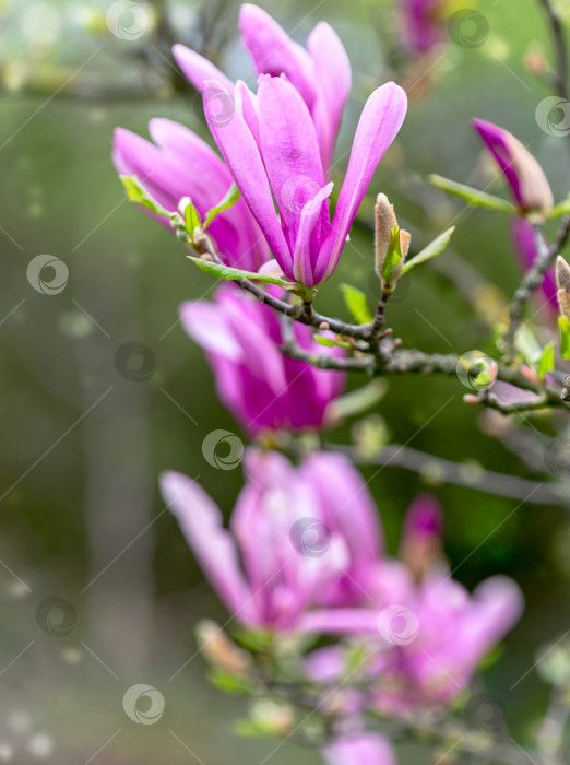 Скачать Ветка цветущей пурпурной магнолии. фотосток Ozero