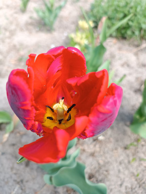 [object Object] undefined