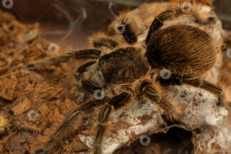 Скачать паук-тарантул прячется фотосток Ozero