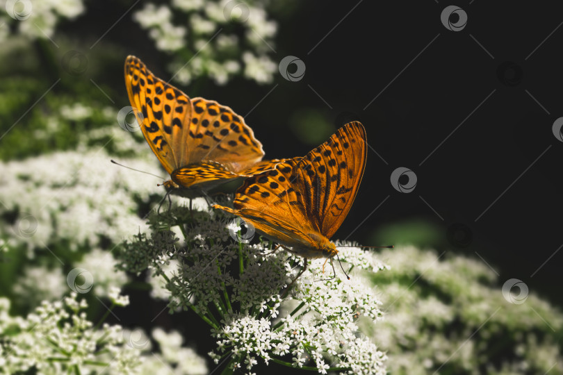Скачать Репродукция двух бабочек на цветке. Две ярко-оранжевые крупные перламутровые бабочки сидят на белом цветке на фоне размытой темной травы. фотосток Ozero