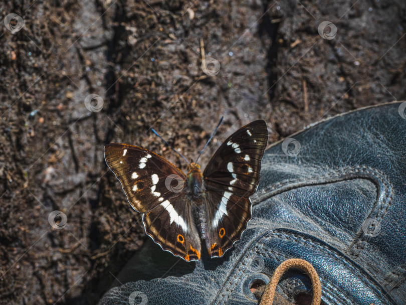 Скачать Большая пурпурная бабочка-император (Apatura ilia) сидит на ботинке солнечным летним днем. Концепция путешествия фотосток Ozero