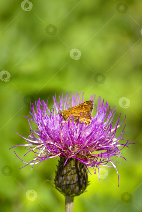 Скачать Толстоголовая бабочка на цветке чертополоха. Яркий естественный фон с бабочкой на цветке фотосток Ozero