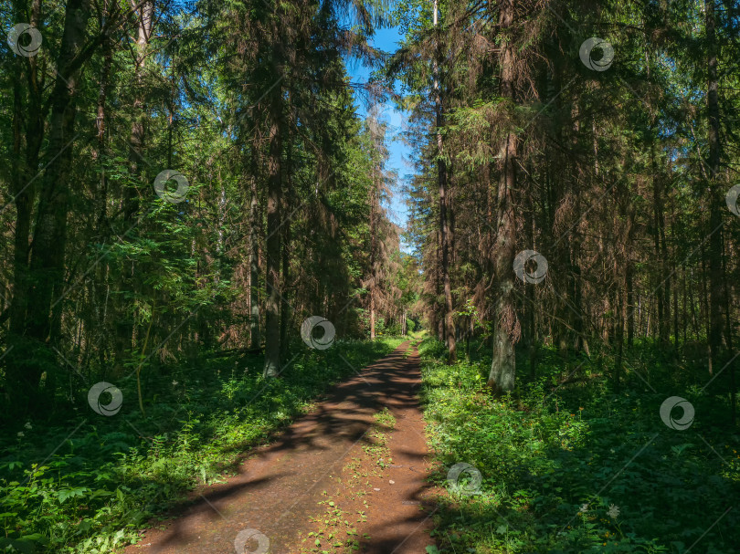 Скачать Узкая тропинка через густой лес фотосток Ozero