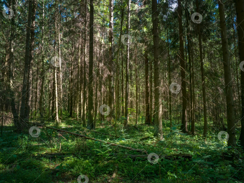 Скачать Густой лес с соснами в летнее время. Дикая флора и природа Северной Европы фотосток Ozero