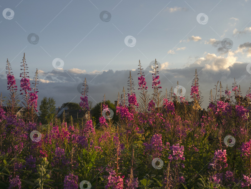 Скачать Красивый вечерний пейзаж на закате с полем цветущего кипрея фотосток Ozero
