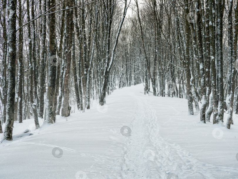 Скачать Пустая аллея в заснеженном зимнем лесу. фотосток Ozero