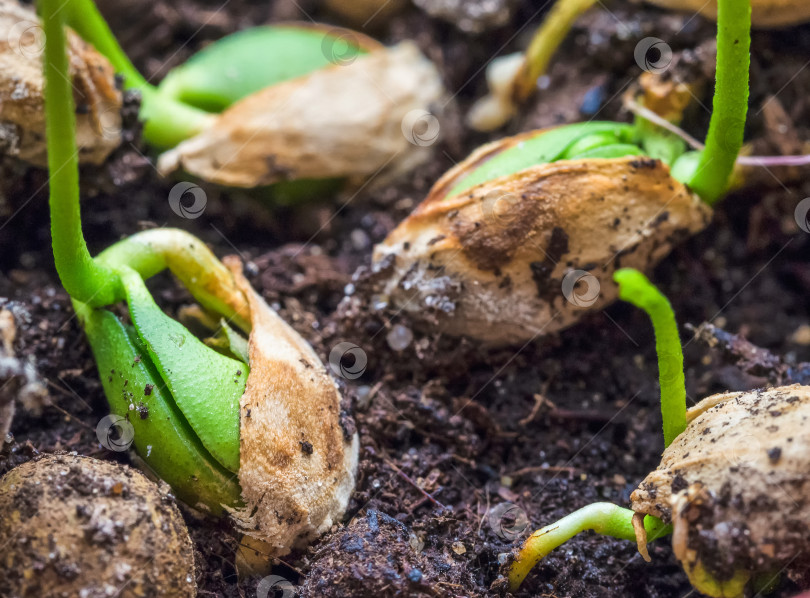Скачать Семена прорастают на земле крупным планом фотосток Ozero