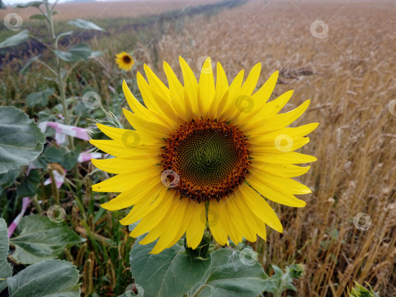 Скачать цветущий подсолнух фотосток Ozero