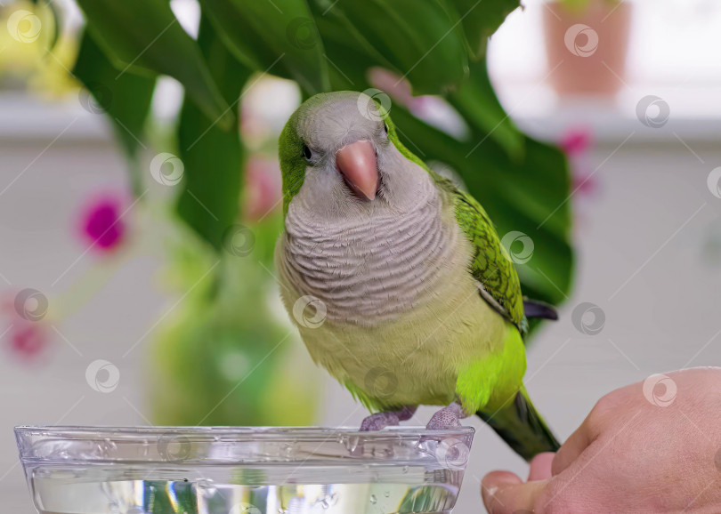 Скачать Попугай-монах фотосток Ozero