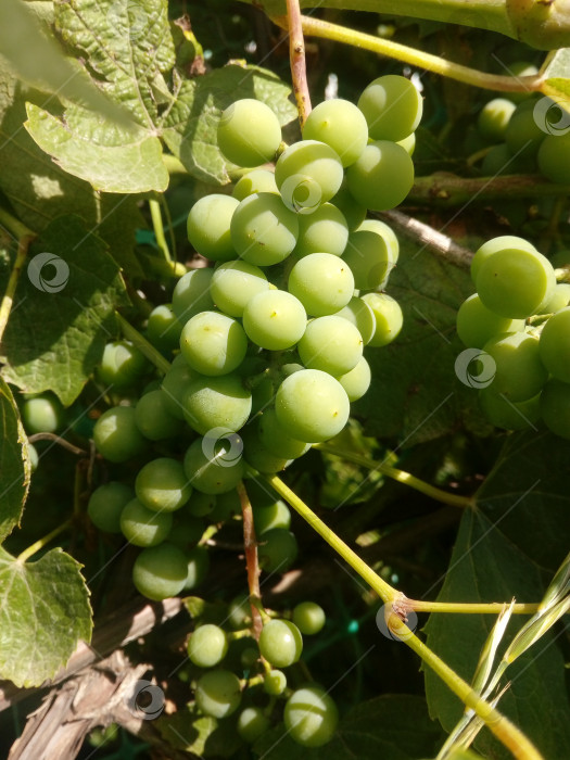Скачать гроздья винограда фотосток Ozero