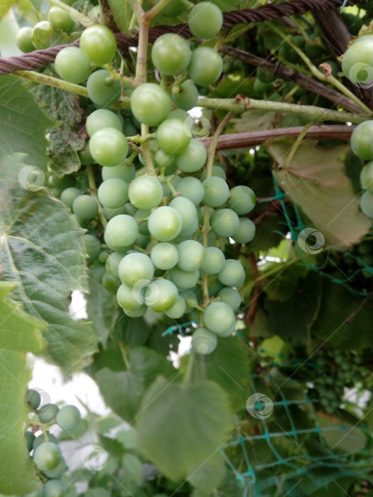 Скачать гроздья винограда фотосток Ozero